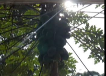 L2101003 Seduje a mi cuñado hasta hacerlo caer en mi jueguito